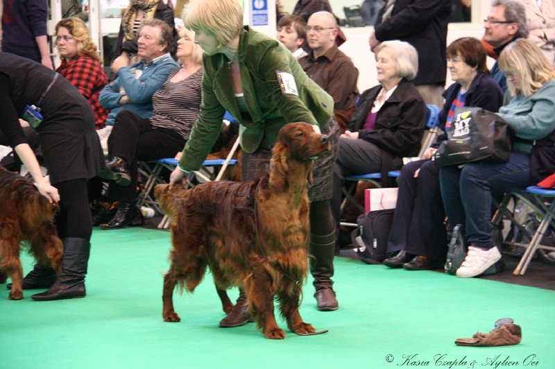 Crufts2011 737.jpg